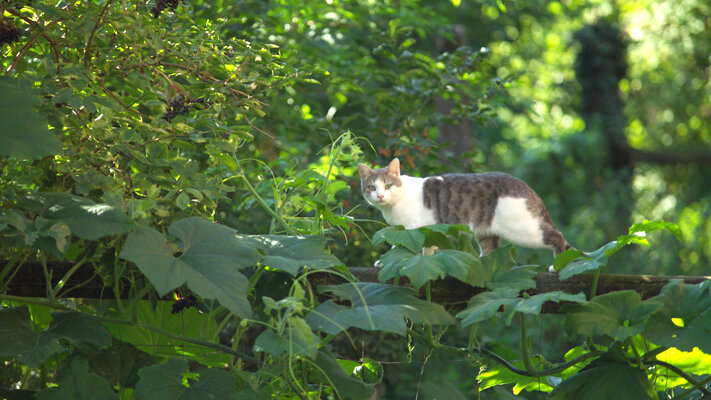 Naturpark - Idylle mit Katze