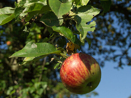 Obstbaum