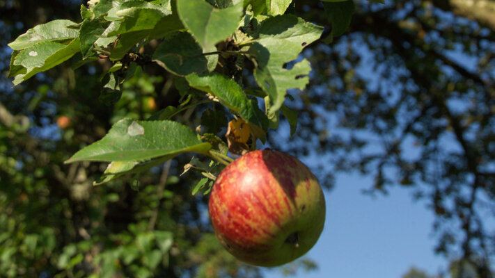 Obstbaum