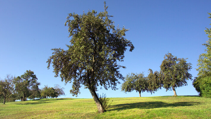 Obstbaumwiese